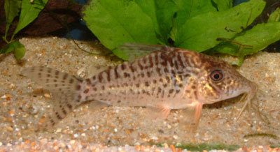 Corydoras sp. C117